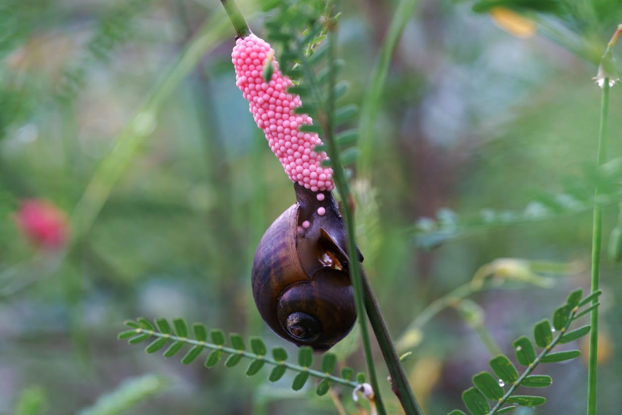 pomacea escargot pomme