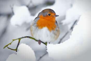 Robin In A Winter Snow Scene