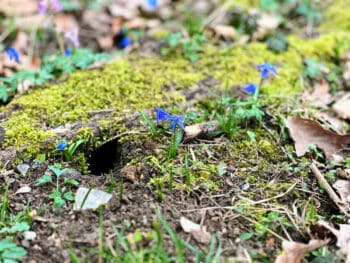 trous jardin petits animaux