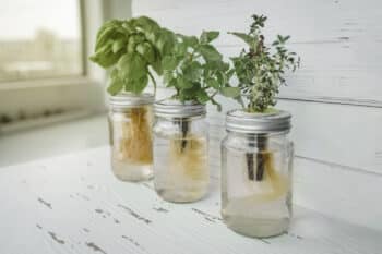 Hydroponics Diy Gardening. Fresh Herbs Harvest At Kitchen Countertop By The Window For Sunlight. Genovese Basil, Mint, Thyme In Hydroponic Kratky Method Jars