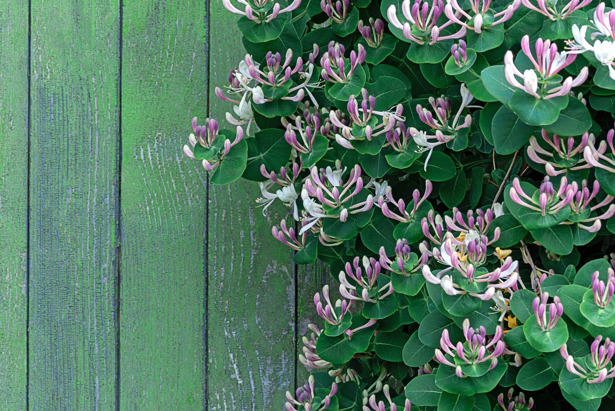 Perfoliate Honeysuckle (lonicera Caprifolium) Blooming Wood Stemmed Climber By Wooden Wall