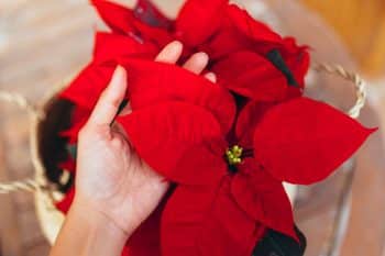 Poinsettia noel astuce