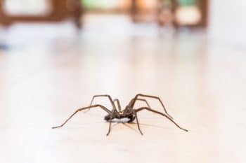 Common House Spider On The Floor In A Home