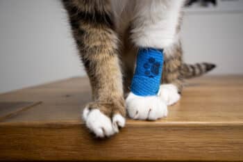 Cat Wearing Medical Bandage On Injured Front Paw