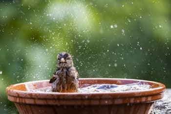 House Sparrow Bathing