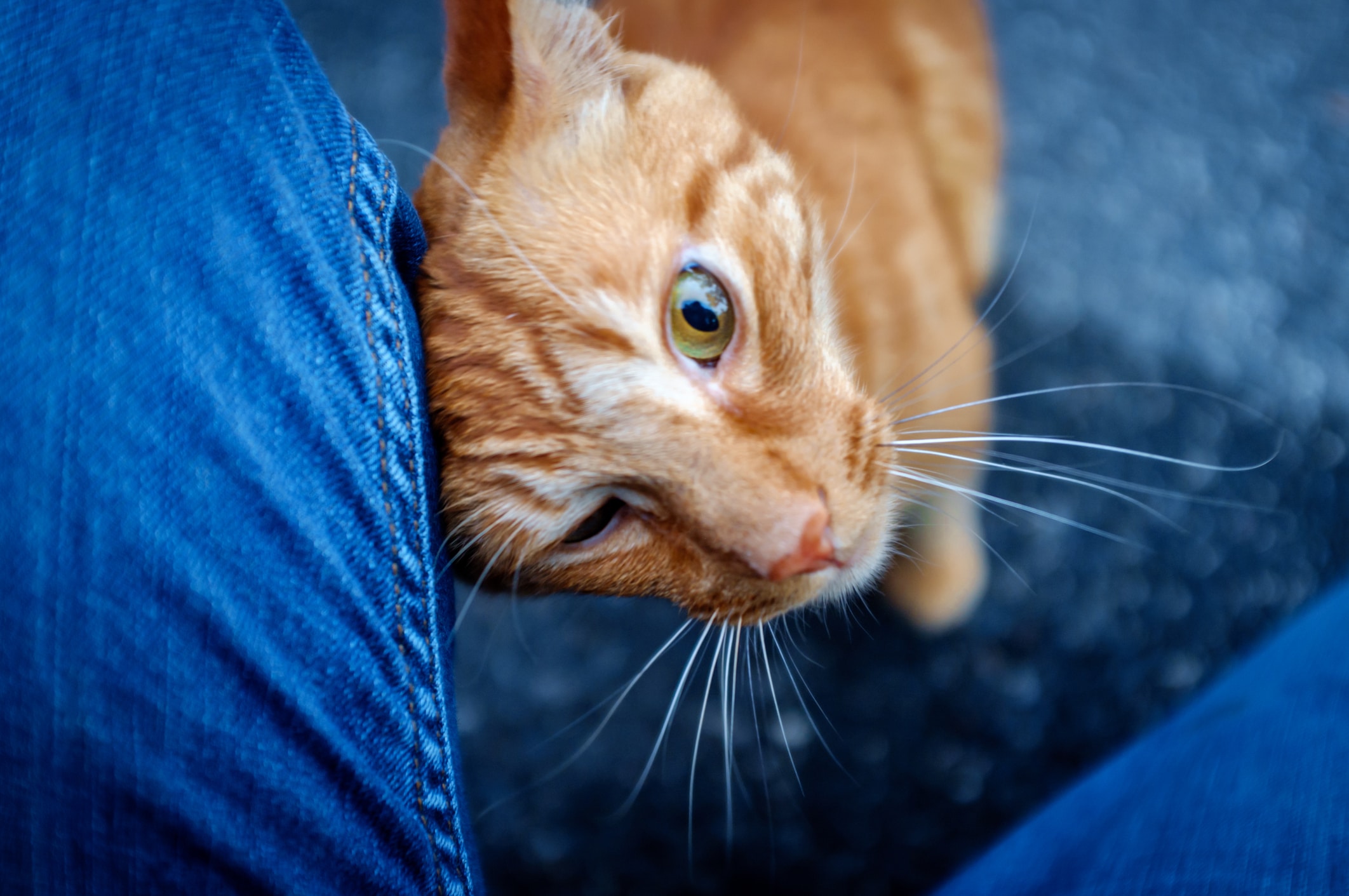 chat dans les jambes