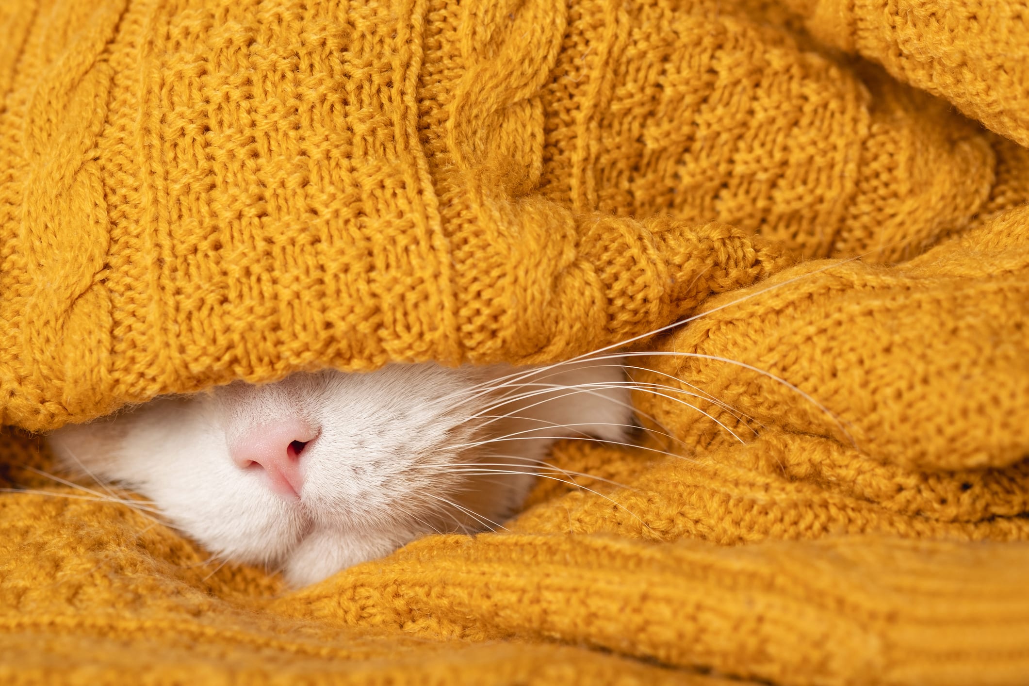 A Funny Sleepy Cat Is Preparing For A Cold Autumn, Winter. Beautiful White Muzzle Of A Cat With Pink Nose And Long Mustache Sticks Out Of A Warm Blanket, Sweater. Home Comfort Concept, Heating Season