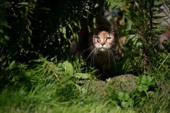 chat jardin répulsif