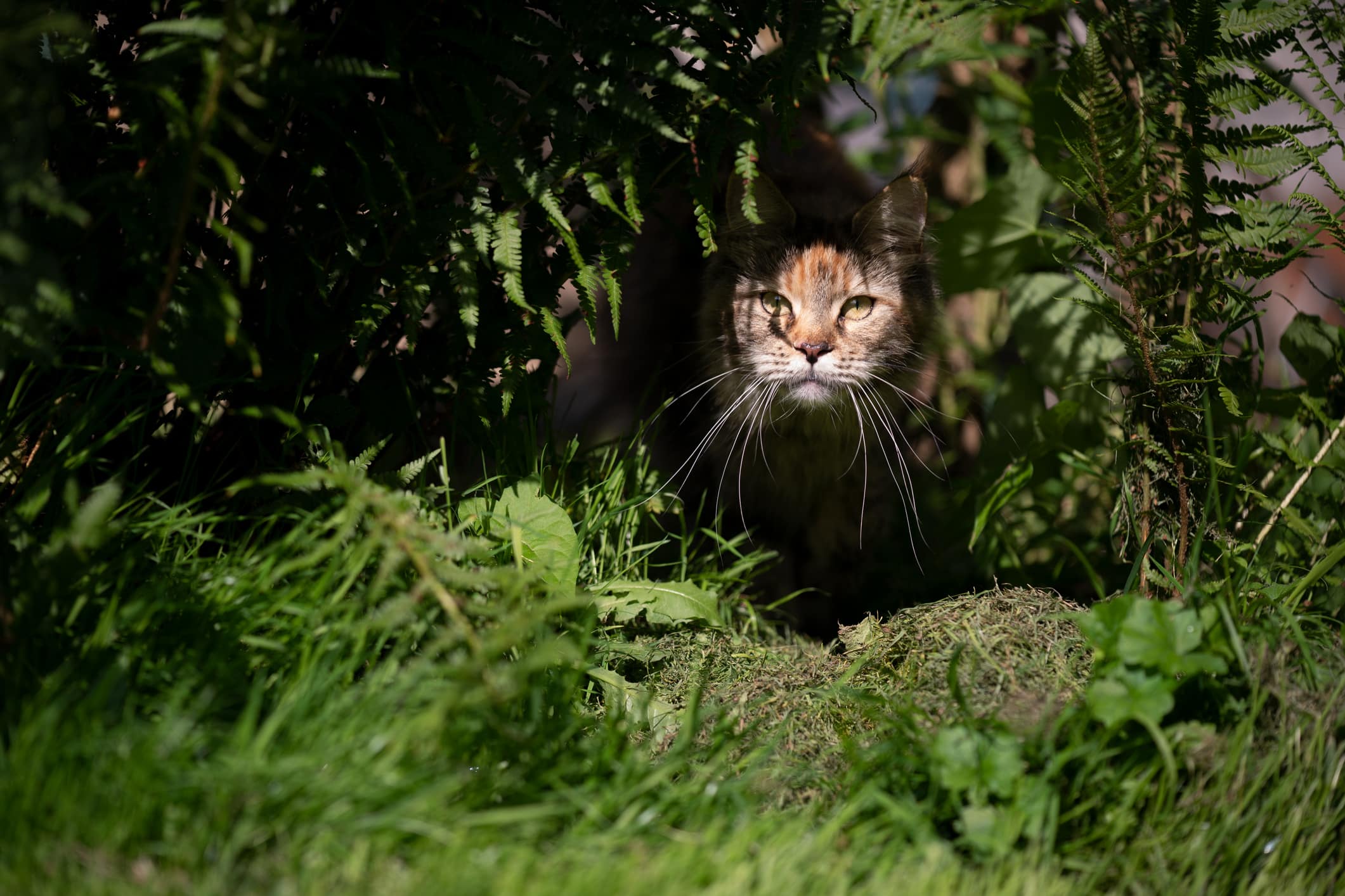 chat jardin répulsif