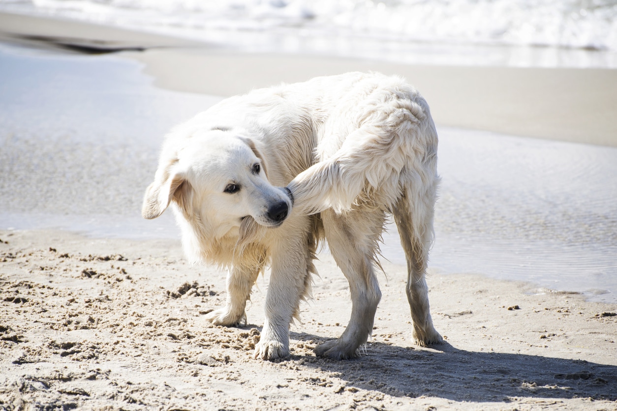 chien adulte tournant sur sa queue