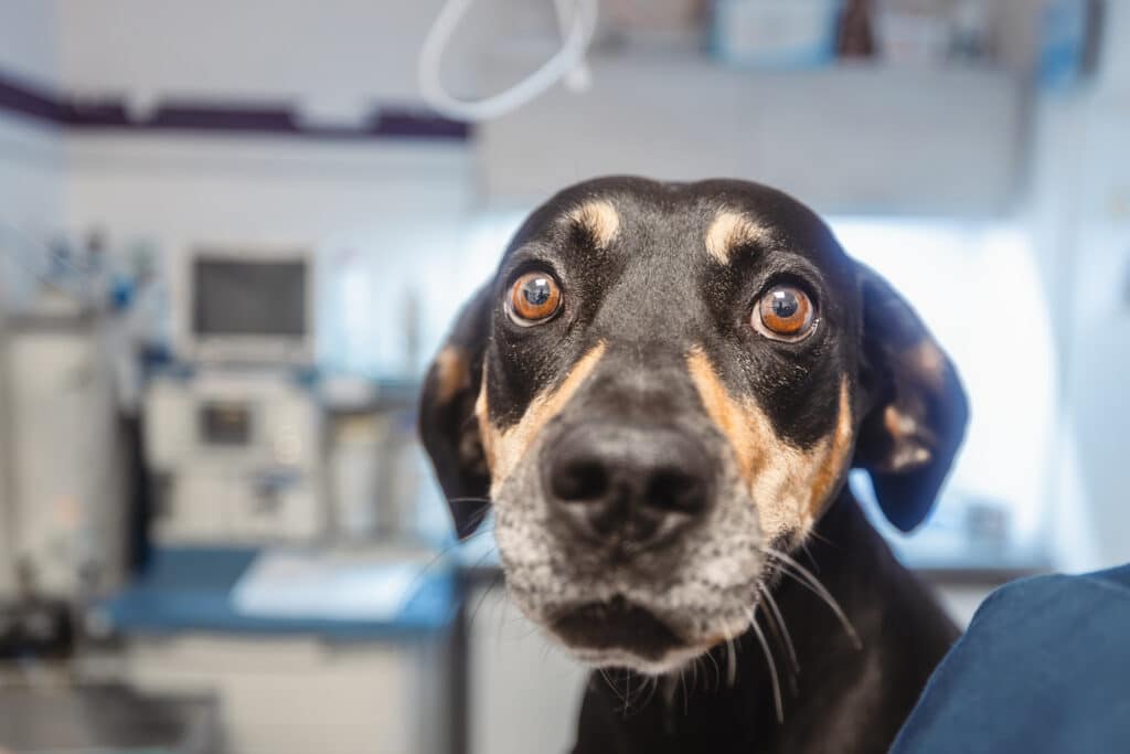 chien apeuré vétérinaire