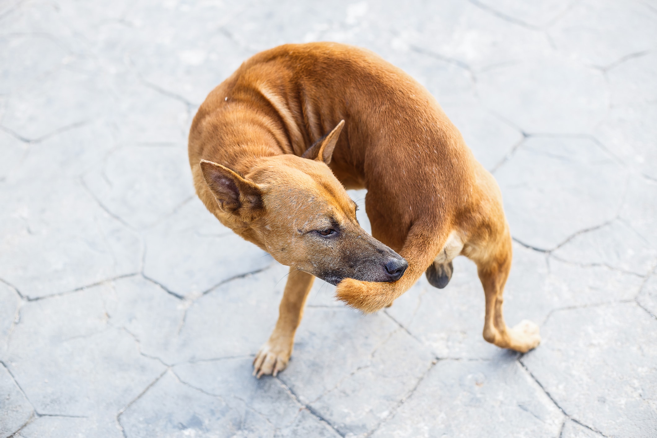 chien court après sa queue