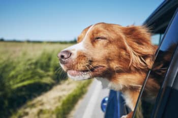 chien en voiture loi sécurité