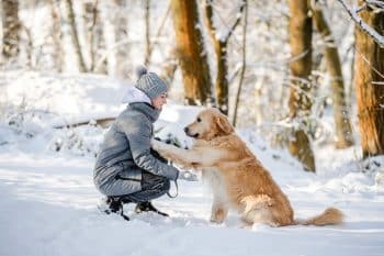 Teenage Girl With Golden Retriever, Dog Giving Paw To Girl In Winter Forest