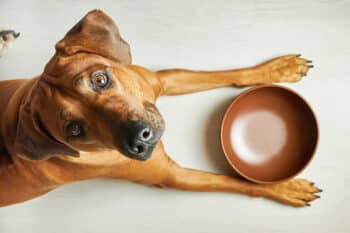 Hungry Brown Dog With Empty Bowl Waiting For Feeding