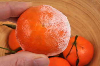 clémentine mandarine pourrie