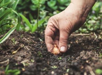 Women's Hand Sadi In Soil Soil Flower Bulbs. Close Up, Concept Of Gardening, Gardening