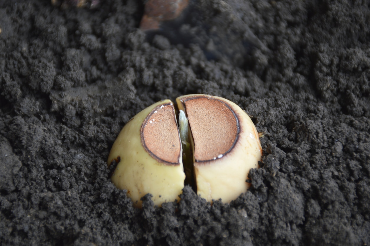 The Sprouted Avocado Seed Is Planted In The Ground