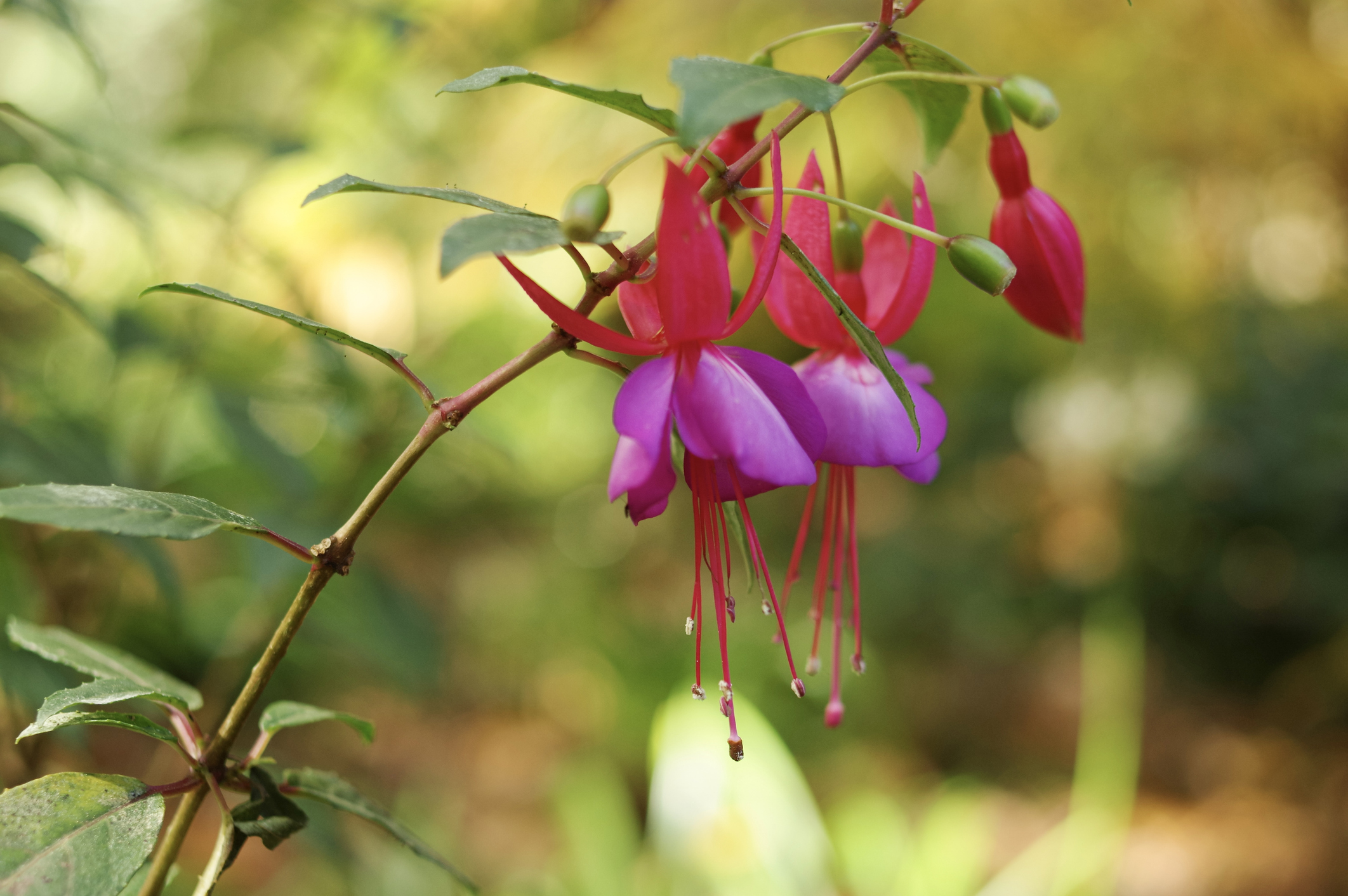 A Hummingbird Fuchsia Flower Growing In A Garden At The Blue Mountains, Australia