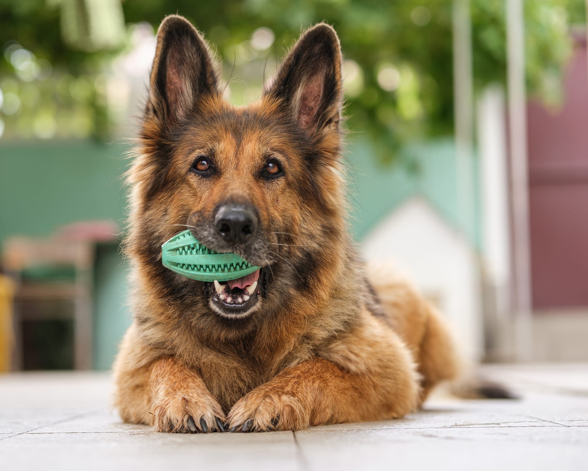 grand chien berger allemand