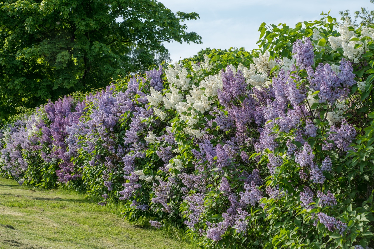 haie de lilas