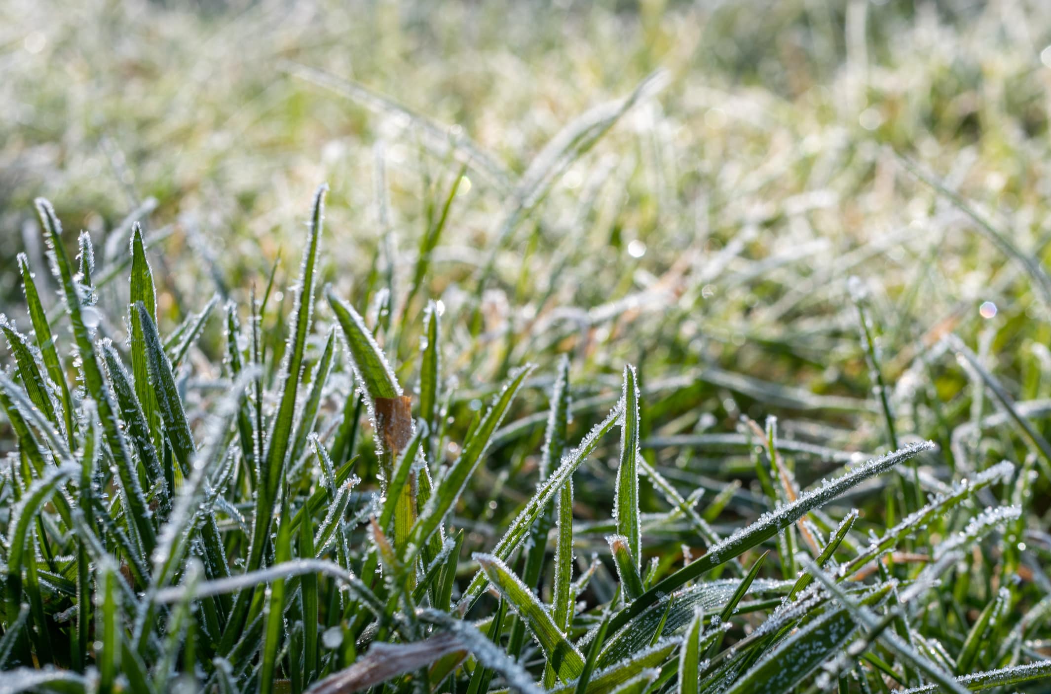 herbe pousse hiver