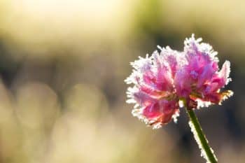 Flower Covered With Hoarfrost