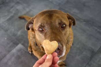 meilleures croquettes chien