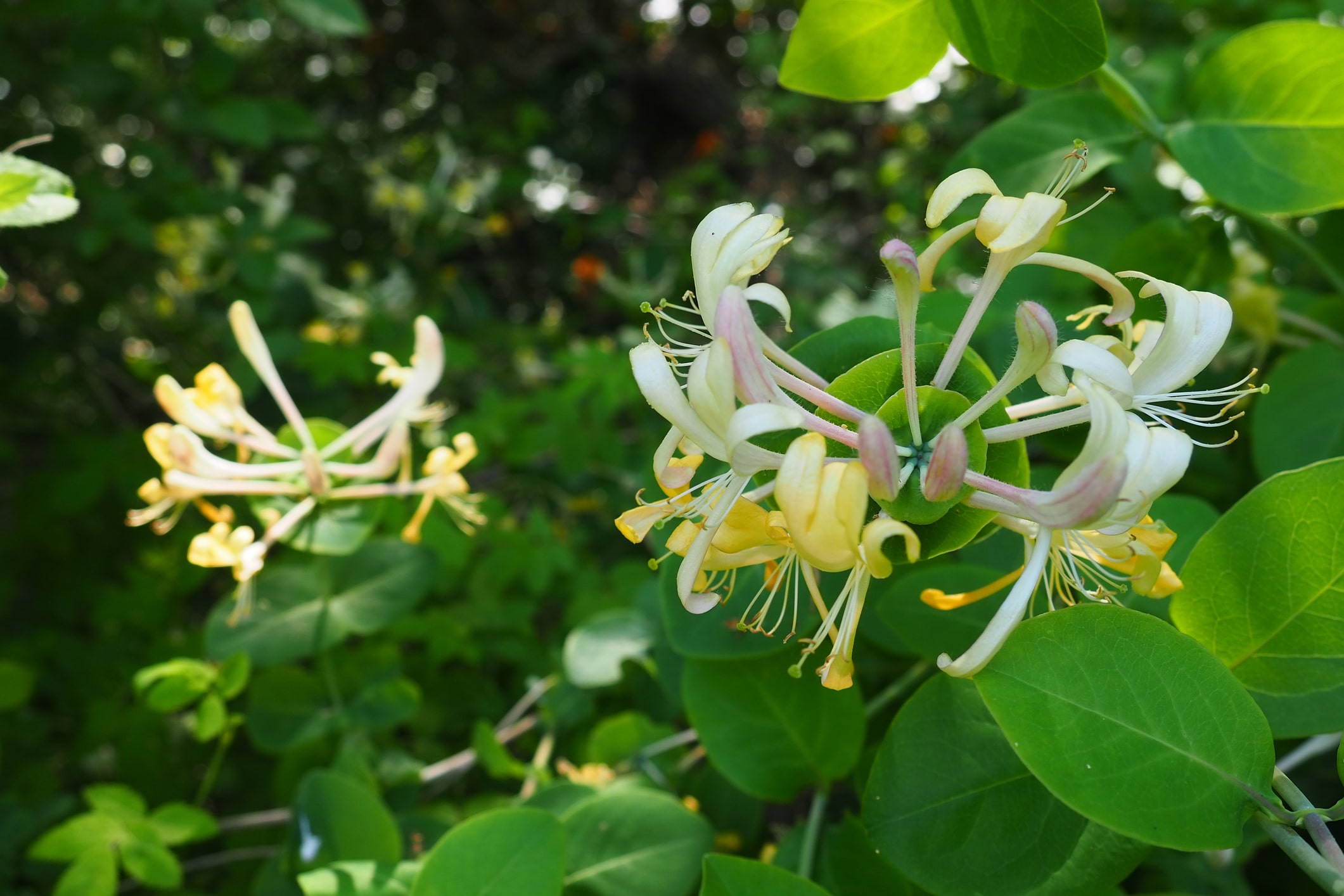 novembre Lonicera caprifolium