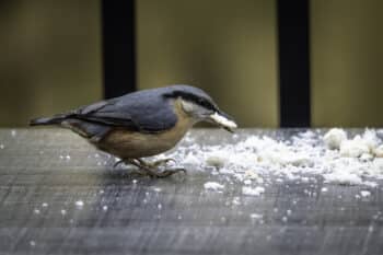 pain oiseau jardin