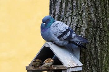 pigeon sur mangoire