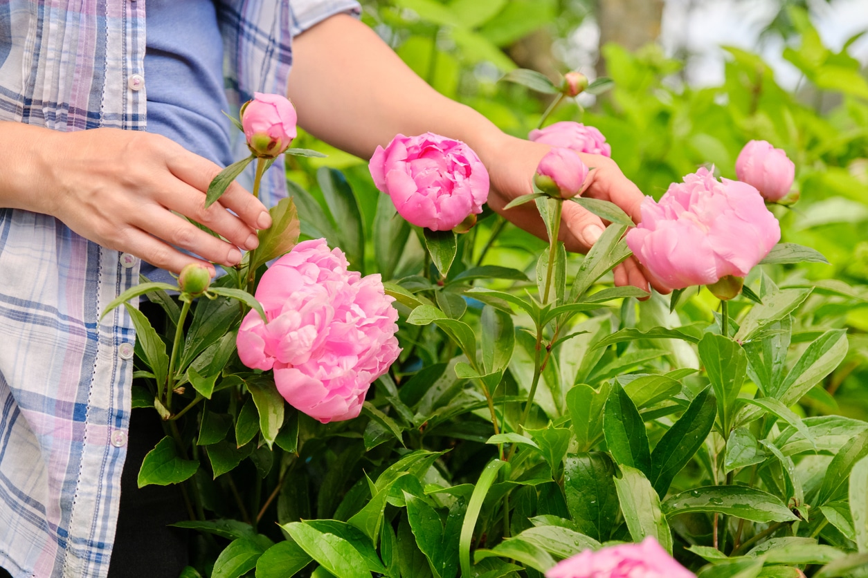 pivoines printemps