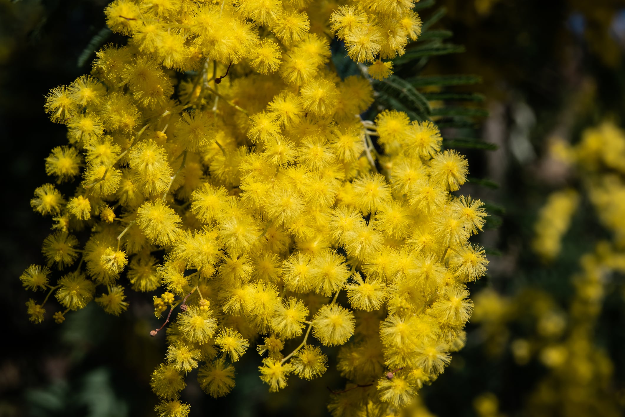 planter mimosa