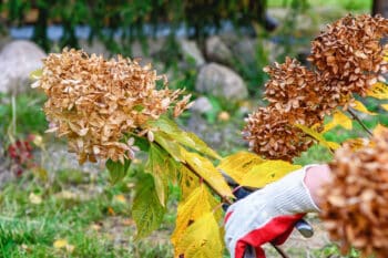 Pruning Of Dried Flowers In The Autumn Garden. A Gardener Cuts A Perennial Hydrangea Bush In His Garden During The Autumn Season