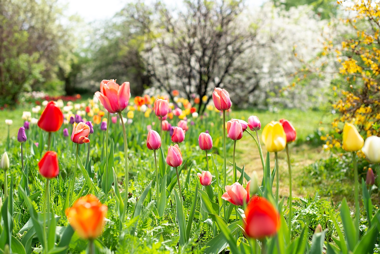 tulipes printemps