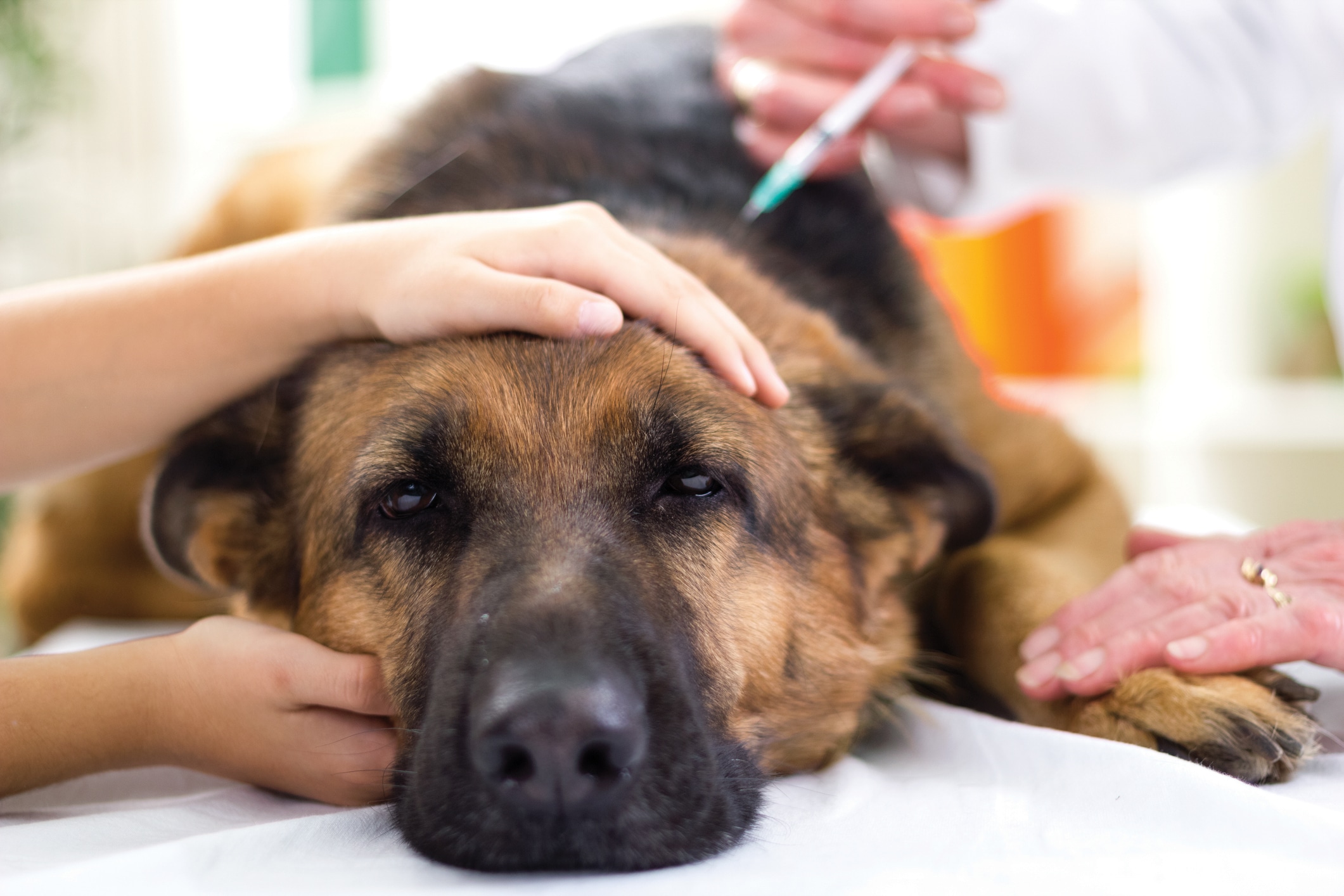 Vaccins pour chiens et chats : sont-ils vraiment indispensables ? Ce que vous devez absolument savoir !