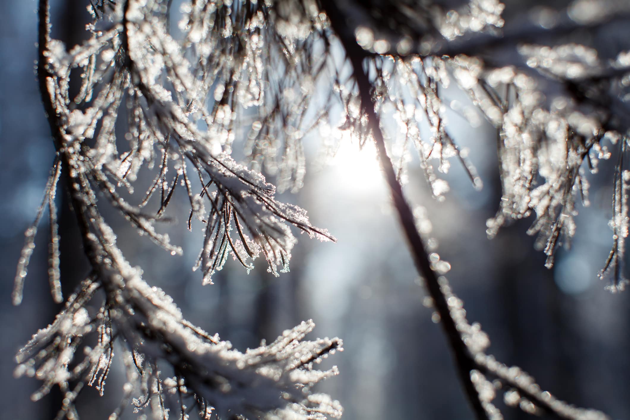 A Close Up Shot Of Frosted Pine Needles Glistening In The Sunlight, With The Sun's Rays Filtering Through The Branches