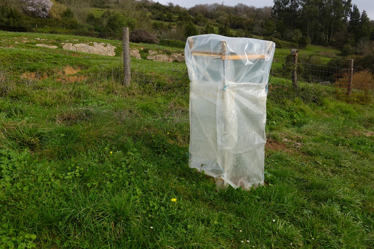 Citrus Tree Protected With Plastic For Frost. Fruit Trees Protected In Winter.