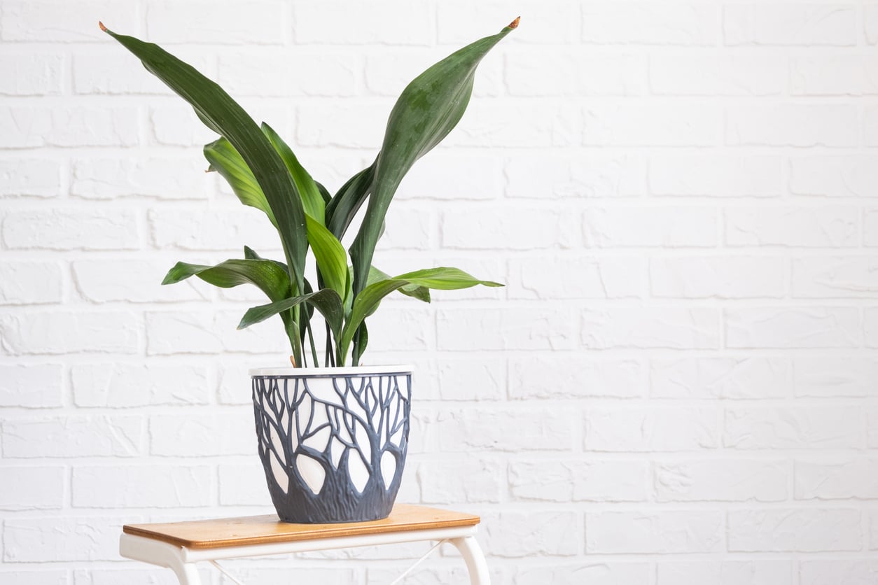 Aspidistra