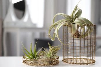 Tillandsias filles de l'air