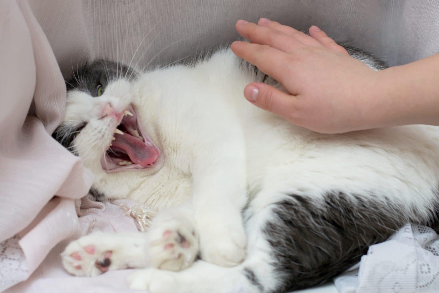 Pourquoi votre chat griffe et mord soudainement ? Les causes et les solutions à connaître