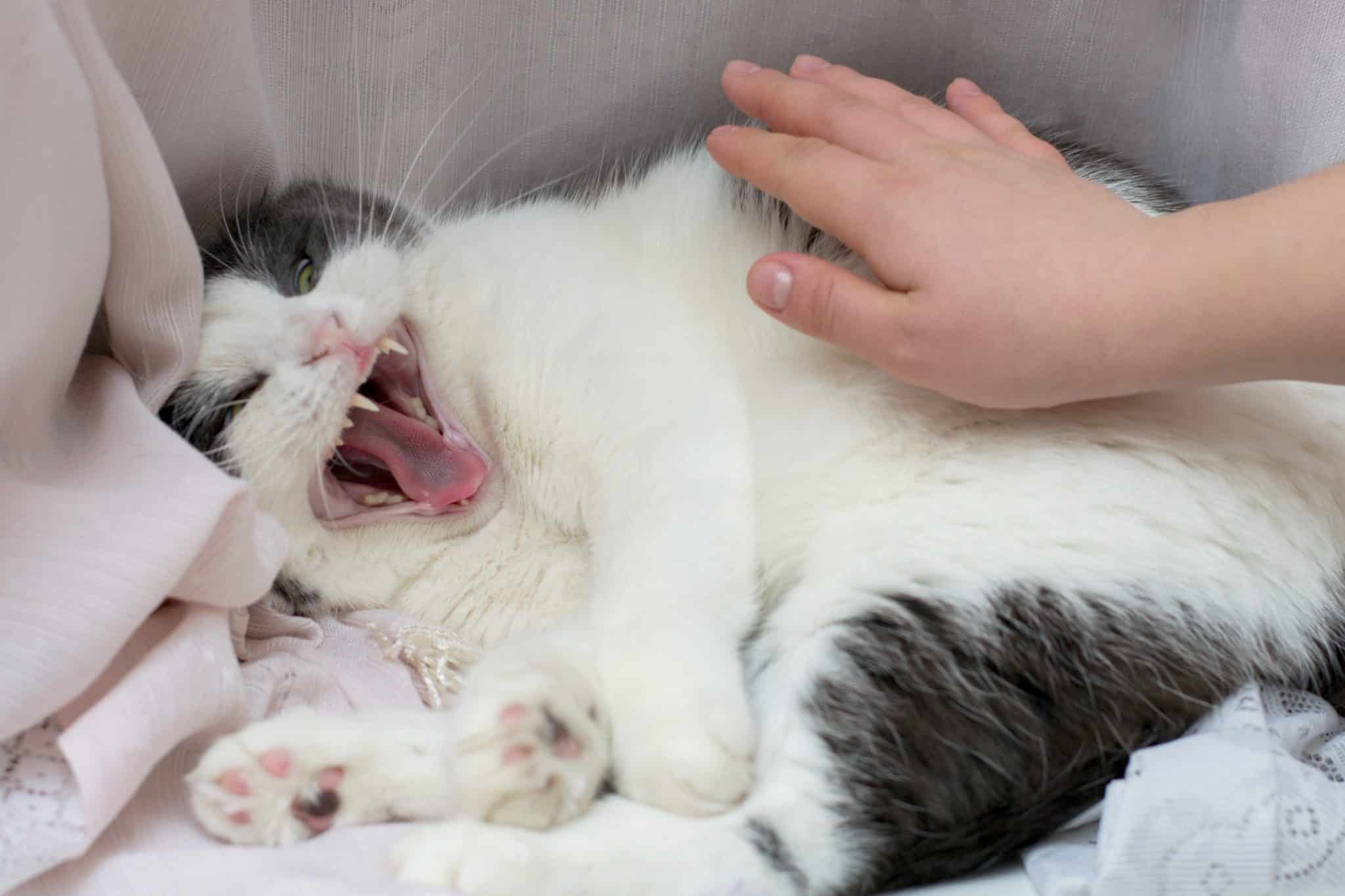 Pourquoi votre chat griffe et mord soudainement ? Les causes et les ...