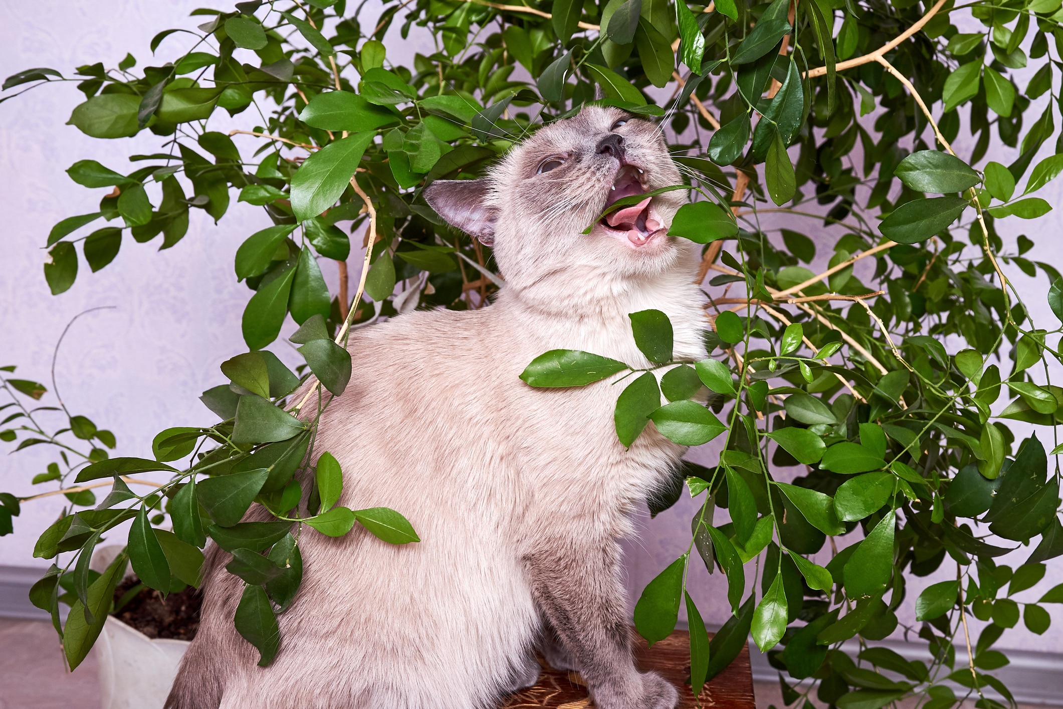 chat mange plantes