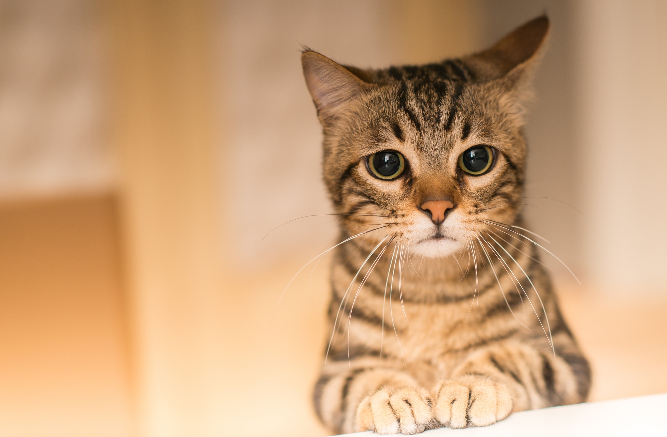 chat vous aime ou non ?