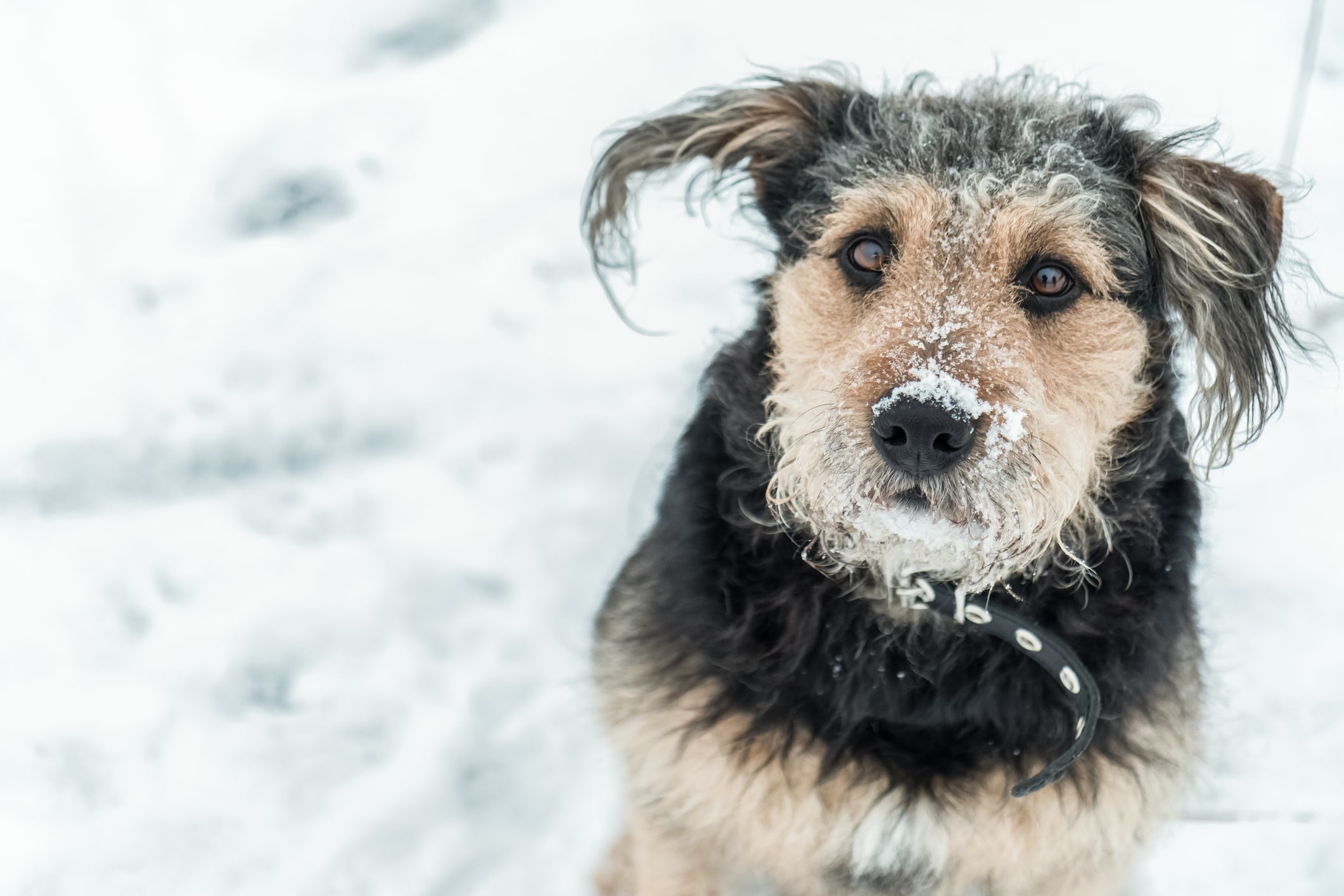 chien froid hiver