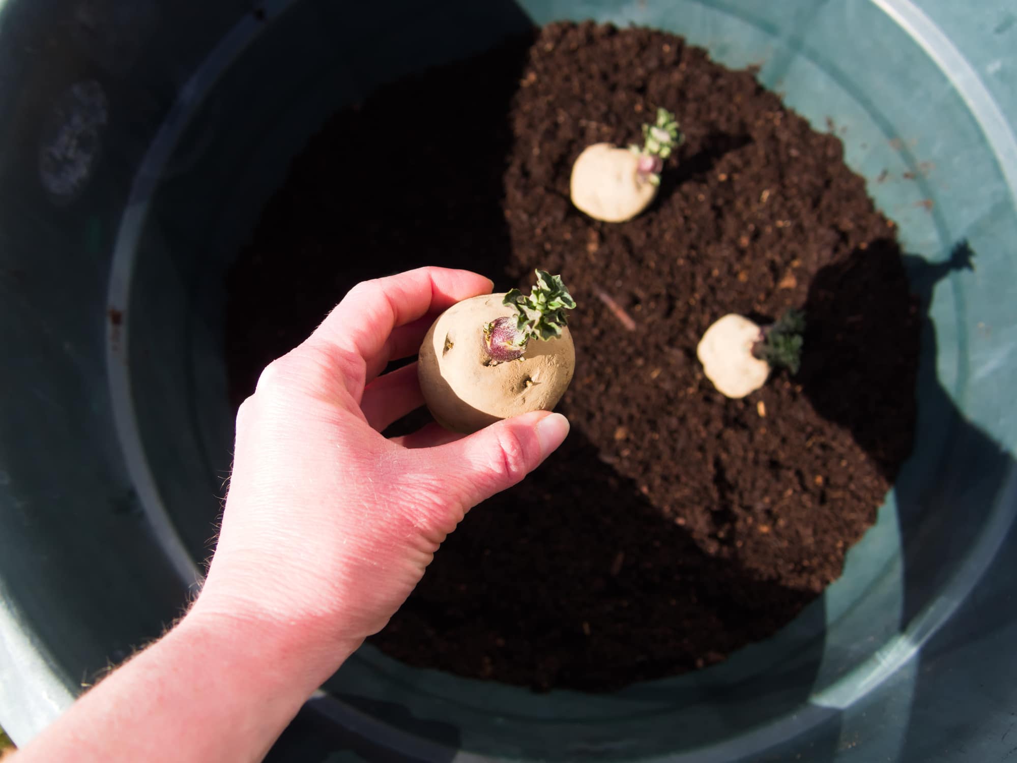 Setting Epicure Potatoes In A Pot Container Gardening