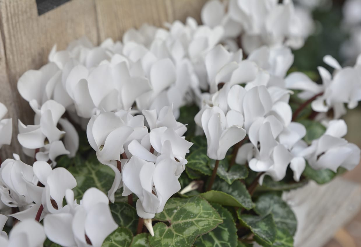 cyclamen coum