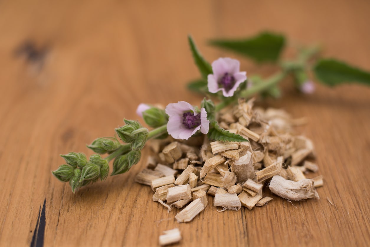 guimauve Althaea officinalis racine