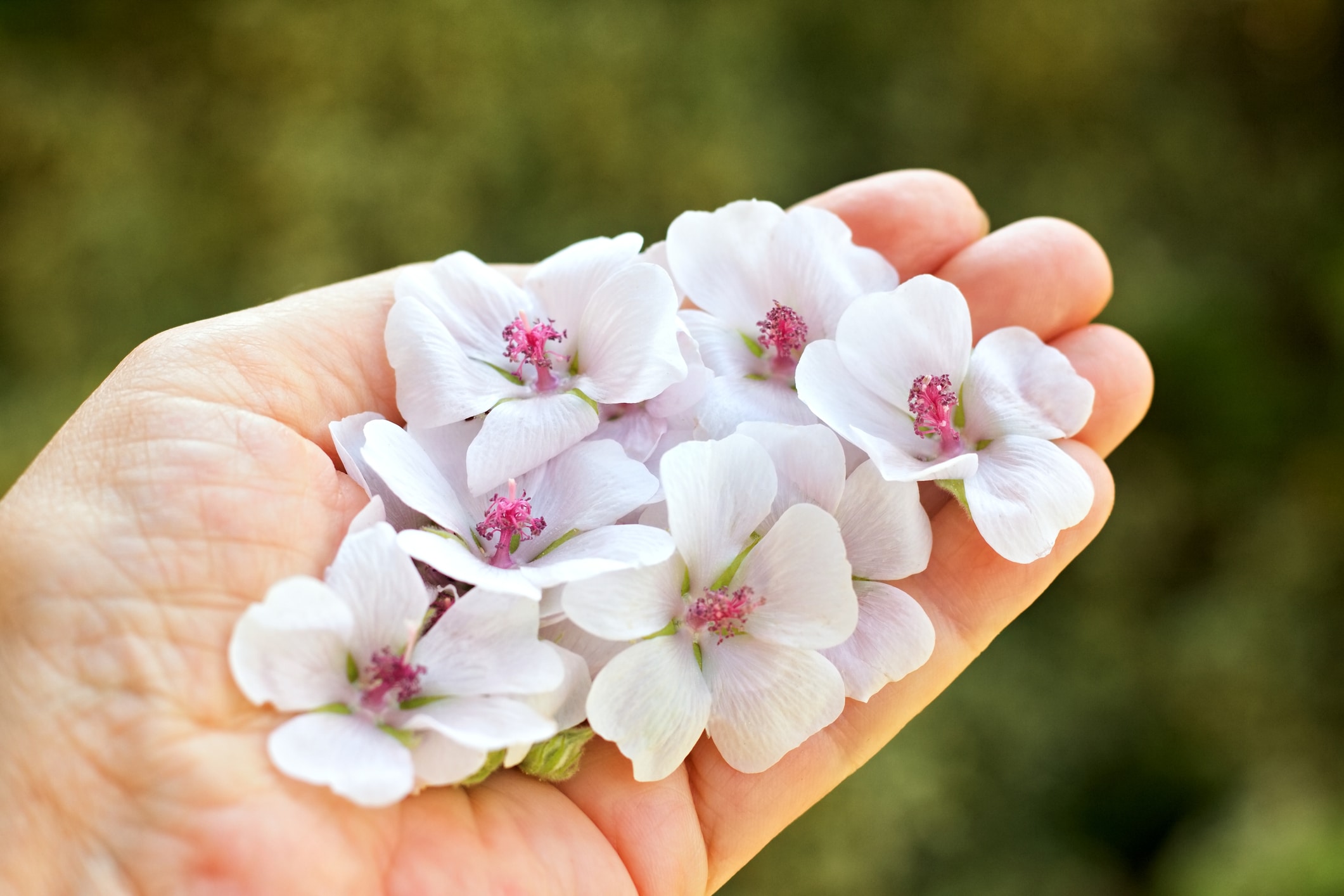 Gardener Holding In His Hand Marsh Mallow Or Marshmallow, Lat. Althea Officinalis, Beautiful Flower Heads.