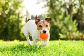 Happy Jack Russell Terrier Pet Dog Playing With Toy At Back Yard Lawn